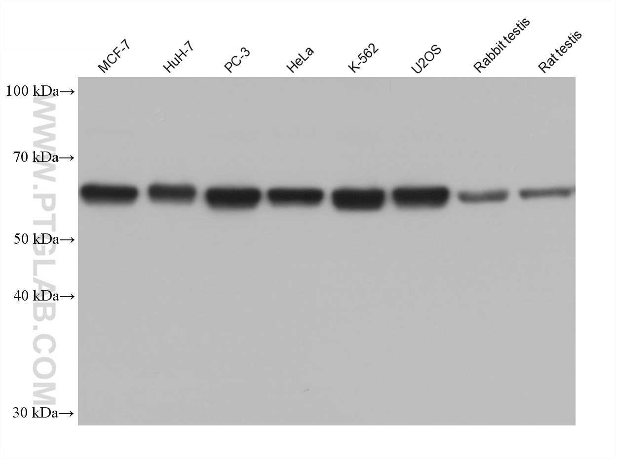 Western Blot (WB) analysis of various lysates using PUF60 Monoclonal antibody (68533-1-Ig)