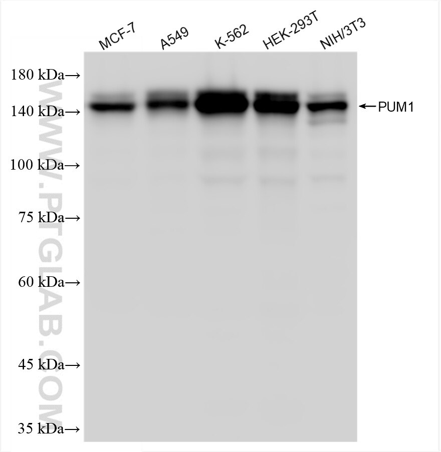 Western Blot (WB) analysis of various lysates using PUM1 Recombinant antibody (86129-1-RR)