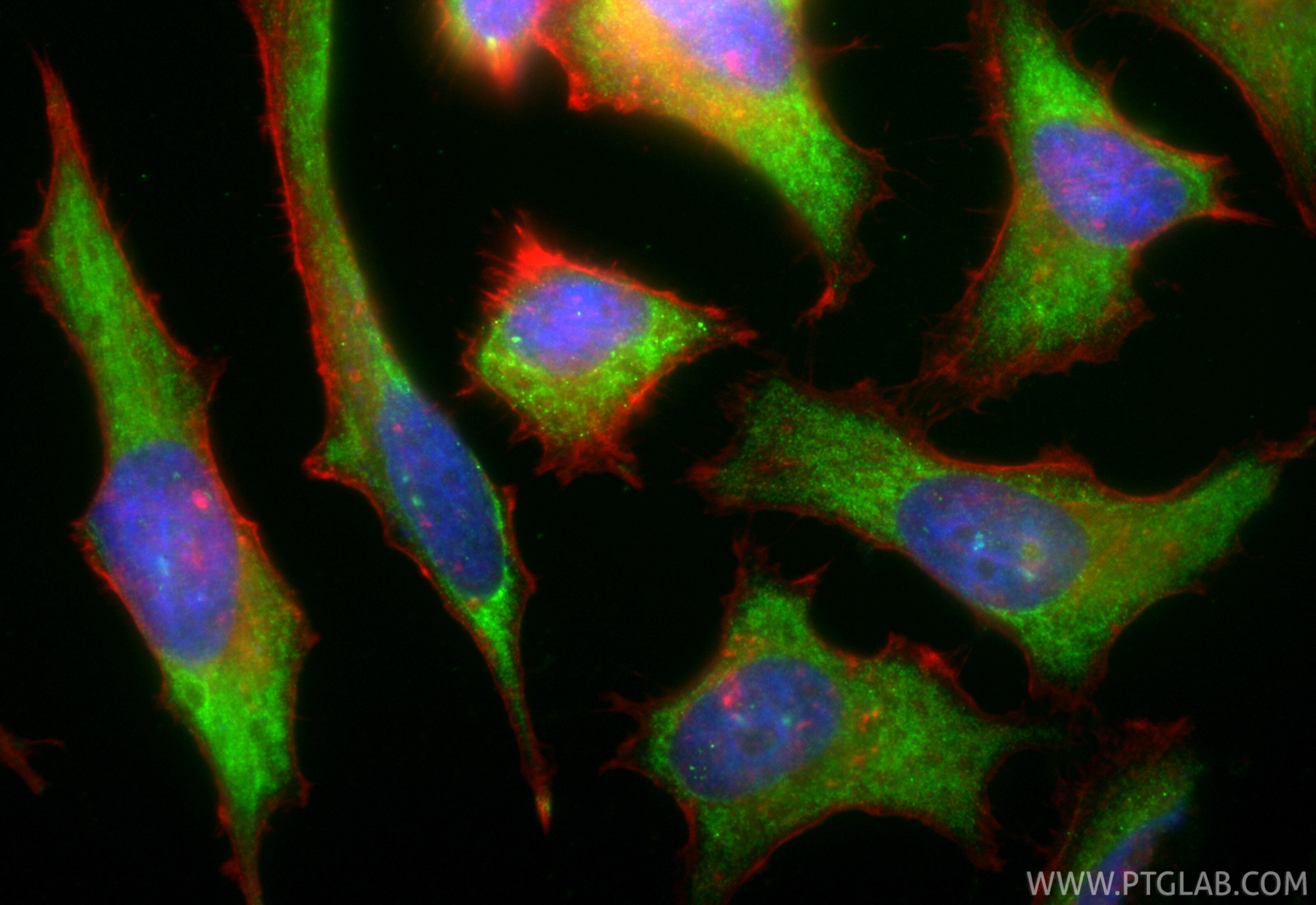 Immunofluorescence (IF) / fluorescent staining of HeLa cells using CoraLite® Plus 488-conjugated PUM1 Recombinant mon (CL488-86129)
