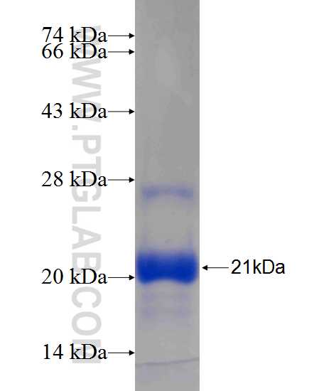 PUM1 fusion protein Ag24640 SDS-PAGE
