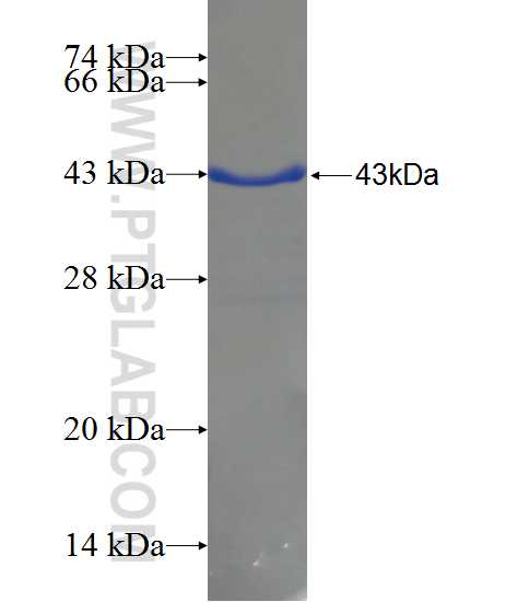 PUM1 fusion protein Ag24651 SDS-PAGE