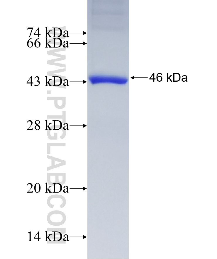 PUM1 fusion protein Ag8954 SDS-PAGE