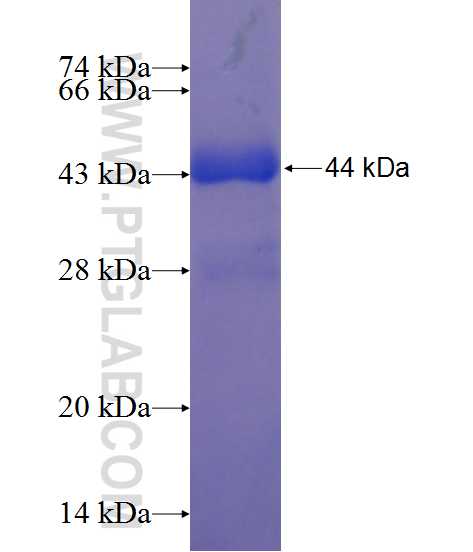 PUM2 fusion protein Ag24561 SDS-PAGE