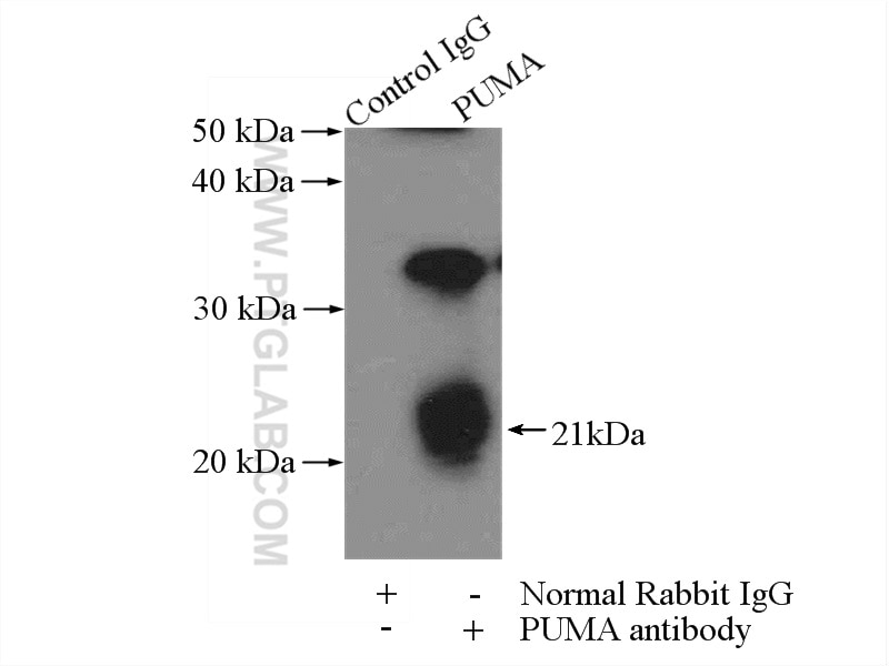 Immunoprecipitation (IP) experiment of mouse heart tissue using PUMA Polyclonal antibody (55120-1-AP)
