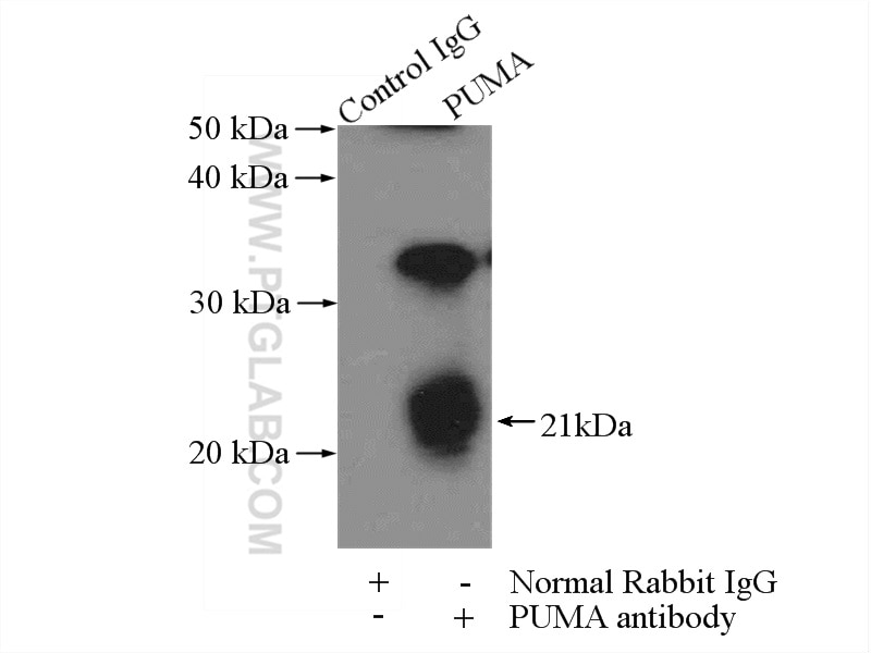 IP experiment of mouse heart using 55120-1-AP