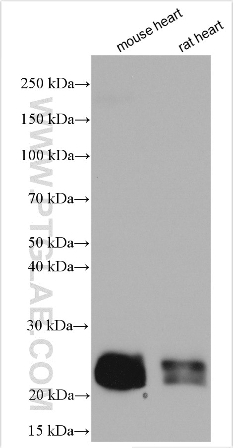 Western Blot (WB) analysis of various lysates using PUMA Polyclonal antibody (55120-1-AP)
