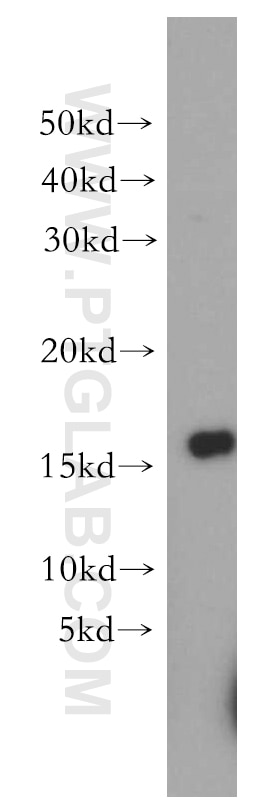 PUMA Polyclonal antibody