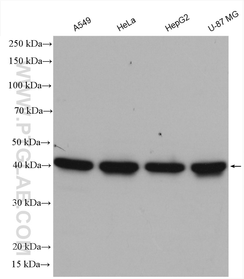 Western Blot (WB) analysis of various lysates using PURA Polyclonal antibody (17733-1-AP)
