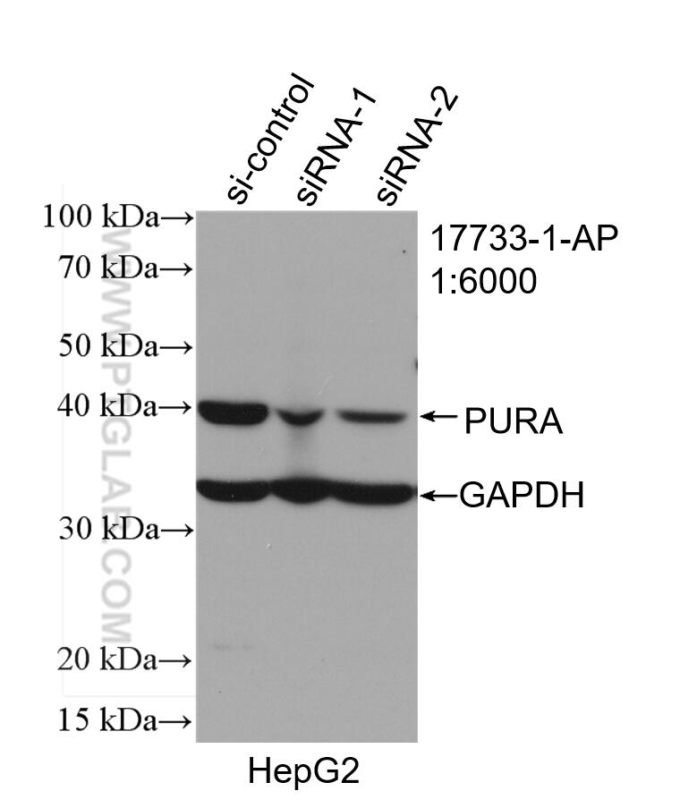 Western Blot (WB) analysis of HepG2 cells using PURA Polyclonal antibody (17733-1-AP)