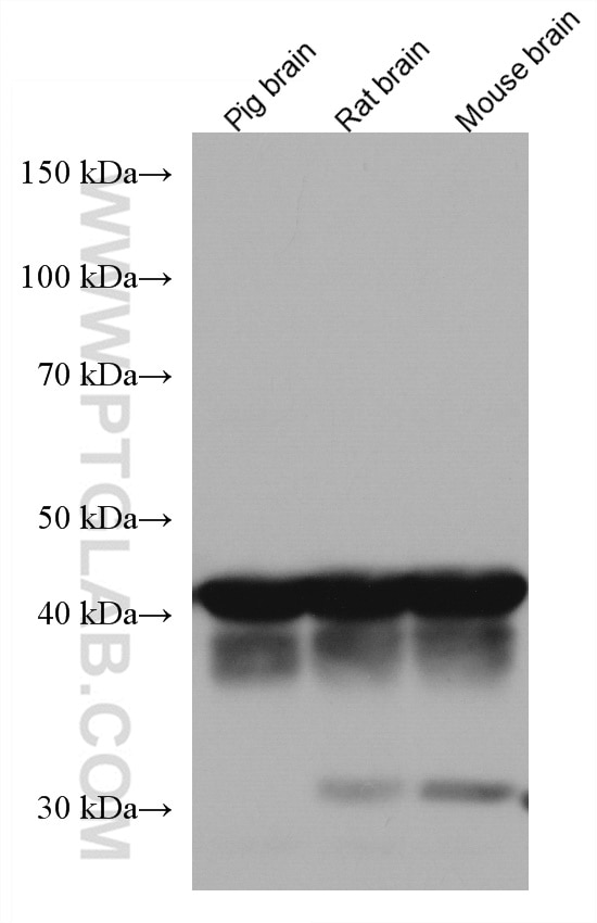 Western Blot (WB) analysis of various lysates using PURA Monoclonal antibody (67305-1-Ig)