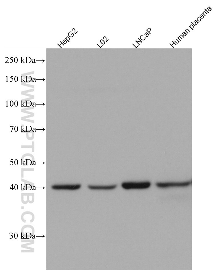 Western Blot (WB) analysis of various lysates using PURA Monoclonal antibody (67305-1-Ig)