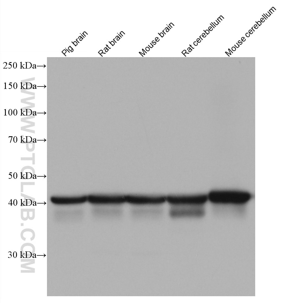Western Blot (WB) analysis of various lysates using PURA Monoclonal antibody (67305-1-Ig)