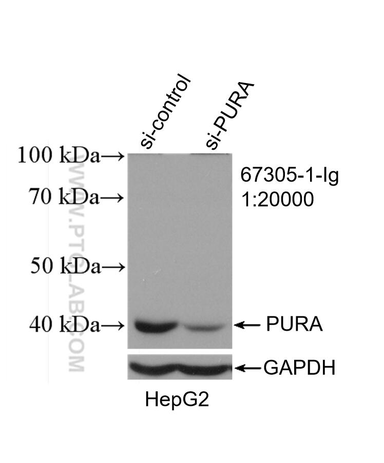 Western Blot (WB) analysis of HepG2 cells using PURA Monoclonal antibody (67305-1-Ig)