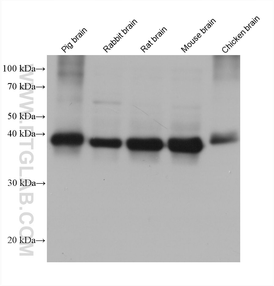 Western Blot (WB) analysis of various lysates using PURA Monoclonal antibody (67305-1-Ig)