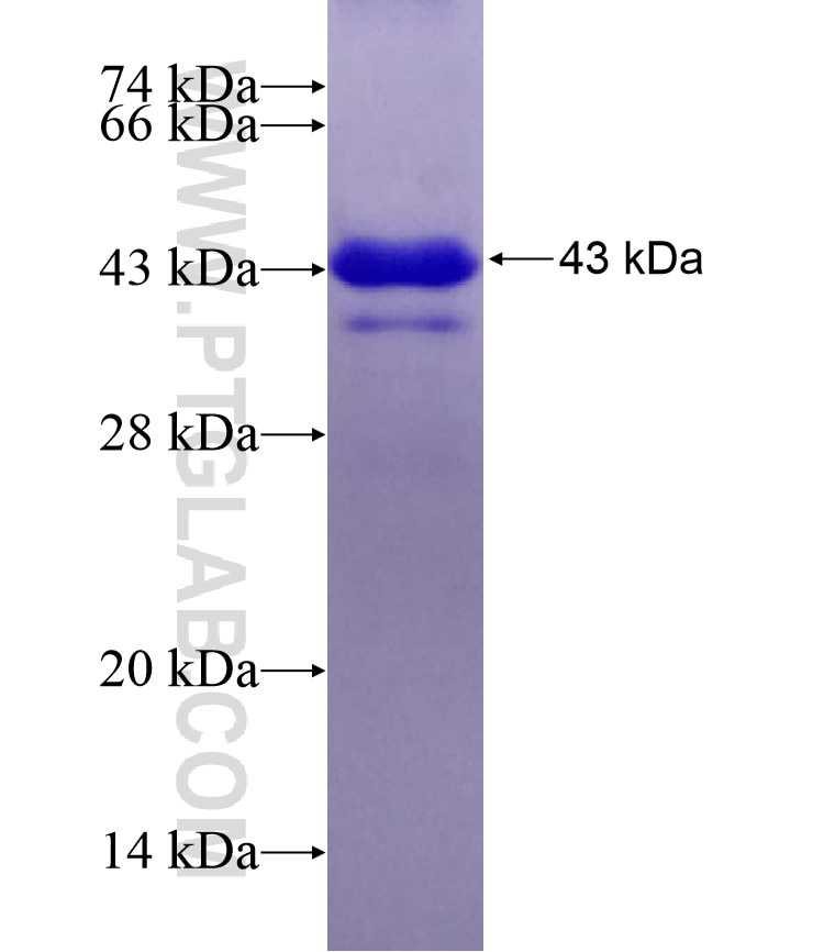 PURA fusion protein Ag12164 SDS-PAGE
