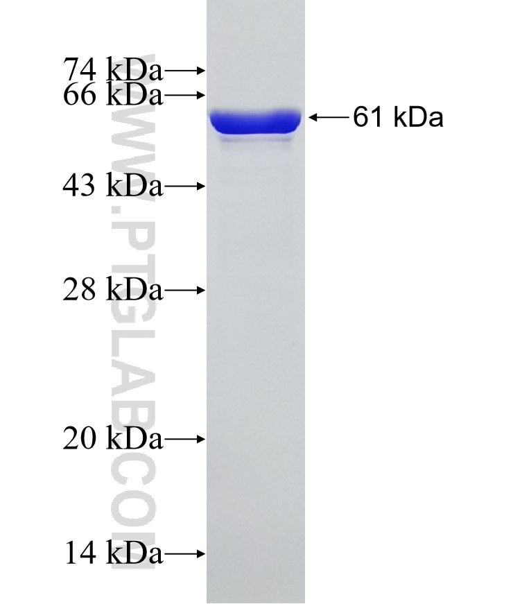 PURA fusion protein Ag12173 SDS-PAGE