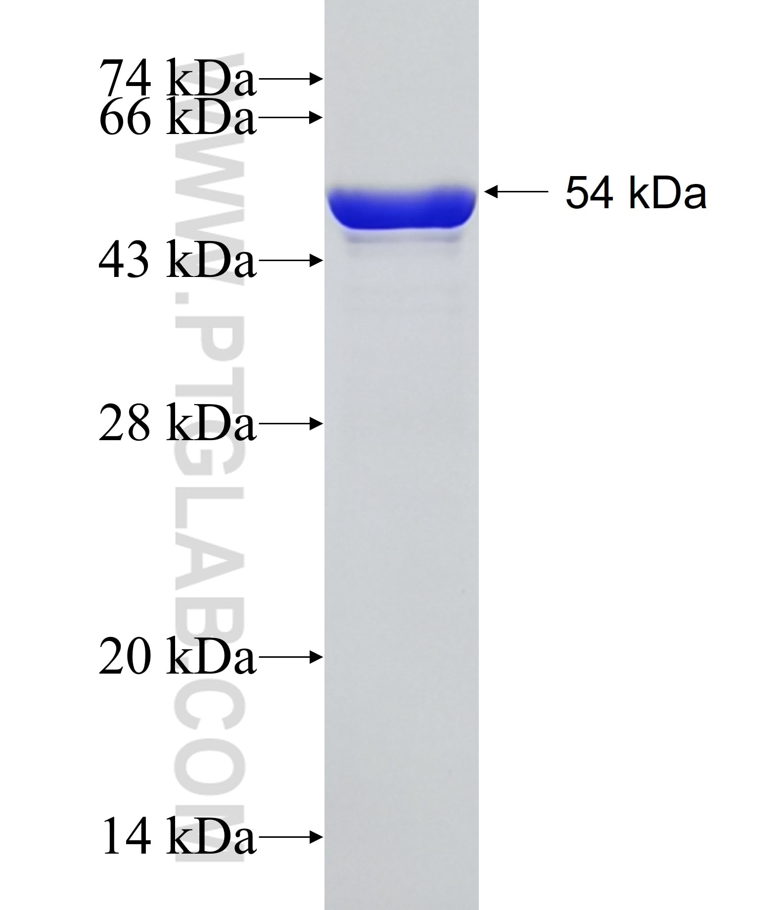 PURA fusion protein Ag12173 SDS-PAGE