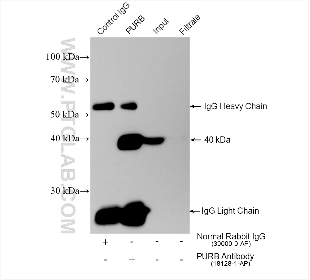 Immunoprecipitation (IP) experiment of HeLa cells using PURB Polyclonal antibody (18128-1-AP)