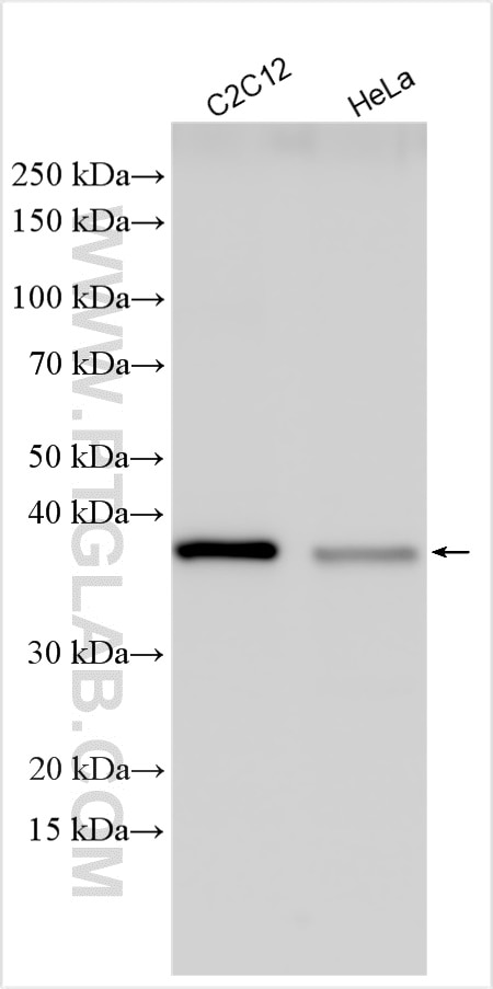 Western Blot (WB) analysis of various lysates using PURB Polyclonal antibody (18128-1-AP)