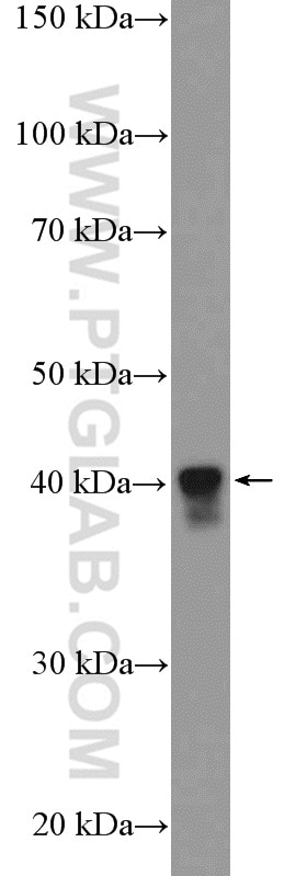 Western Blot (WB) analysis of mouse liver tissue using PURB Polyclonal antibody (18128-1-AP)