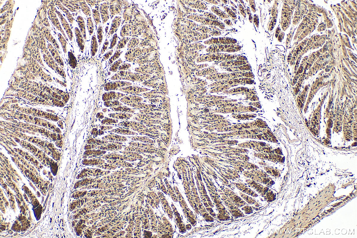 IHC staining of mouse stomach using 61022-1-Ig Immunohistochemistry (IHC) staining of mouse stomach tissue using PURB Monoclonal antibody (61022-1-Ig)