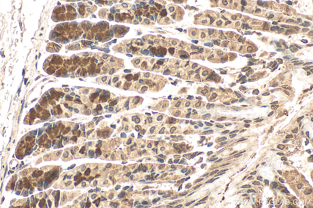 IHC staining of mouse stomach using 61022-1-Ig (same clone as 61022-1-PBS) Immunohistochemistry (IHC) staining of mouse stomach tissue using PURB Monoclonal antibody (61022-1-Ig)