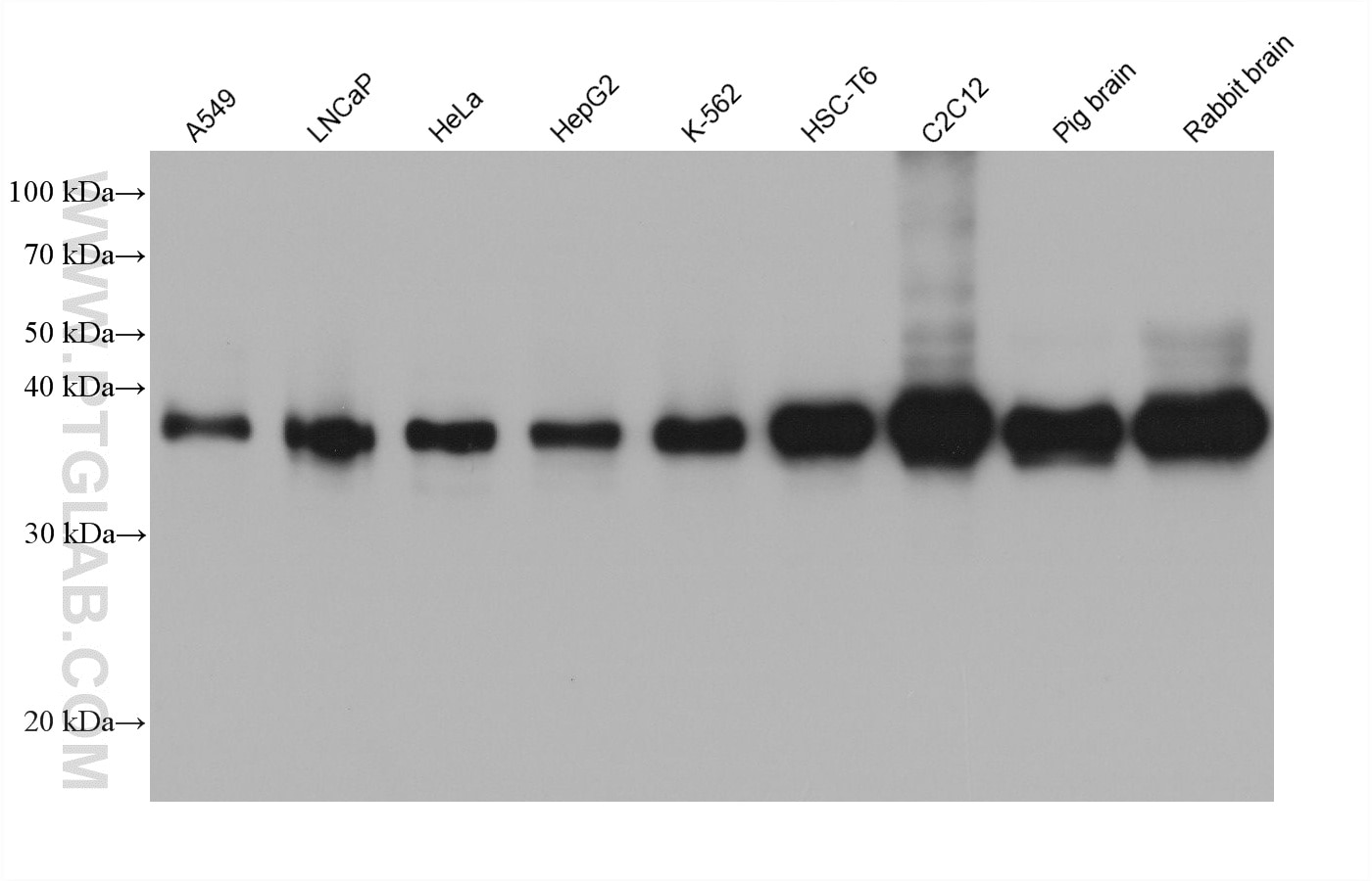 WB analysis using 61022-1-Ig Western Blot (WB) analysis of various lysates using PURB Monoclonal antibody (61022-1-Ig)