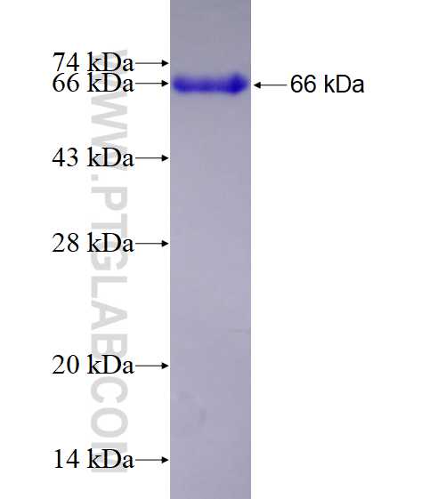 PURB fusion protein Ag12705 SDS-PAGE