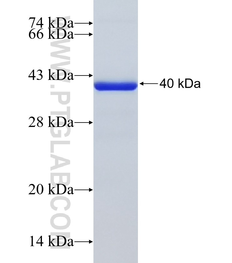 PURB fusion protein Ag12816 SDS-PAGE
