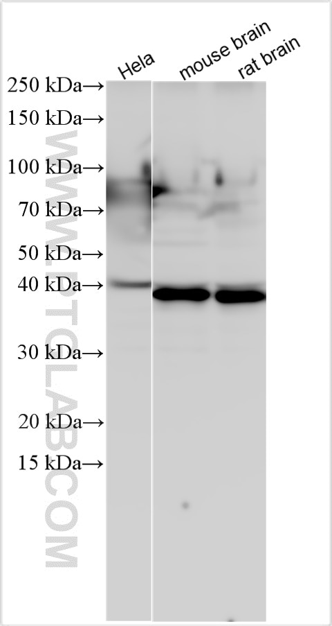 Western Blot (WB) analysis of various lysates using PURG Polyclonal antibody (21750-1-AP)