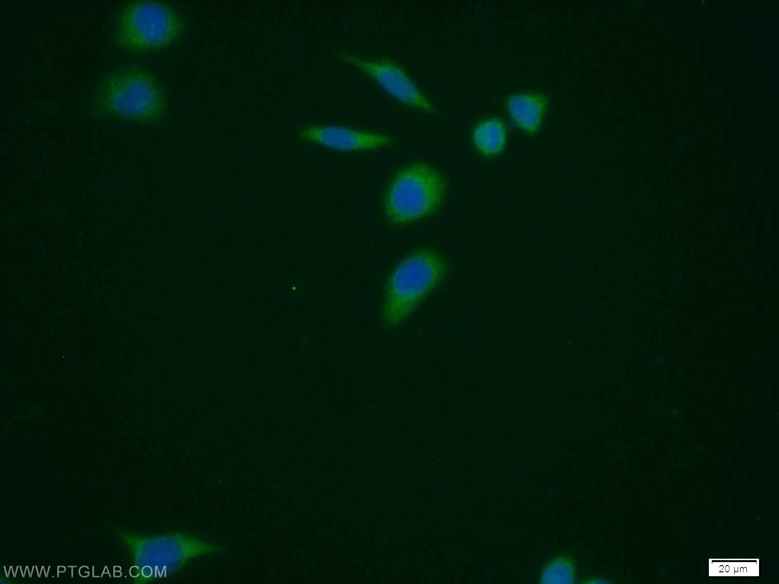 Immunofluorescence (IF) / fluorescent staining of MCF-7 cells using PUS1 Polyclonal antibody (11512-1-AP)