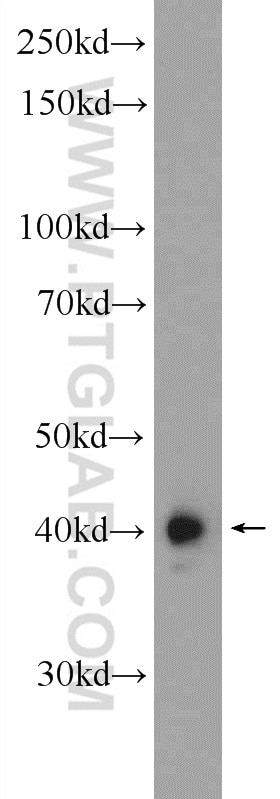 Western Blot (WB) analysis of HeLa cells using PUS1 Polyclonal antibody (11512-1-AP)