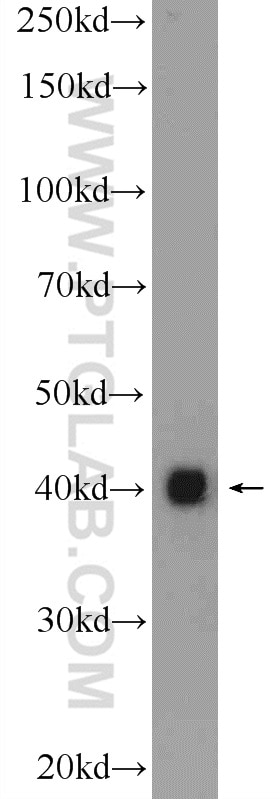 Western Blot (WB) analysis of HEK-293 cells using PUS1 Polyclonal antibody (11512-1-AP)