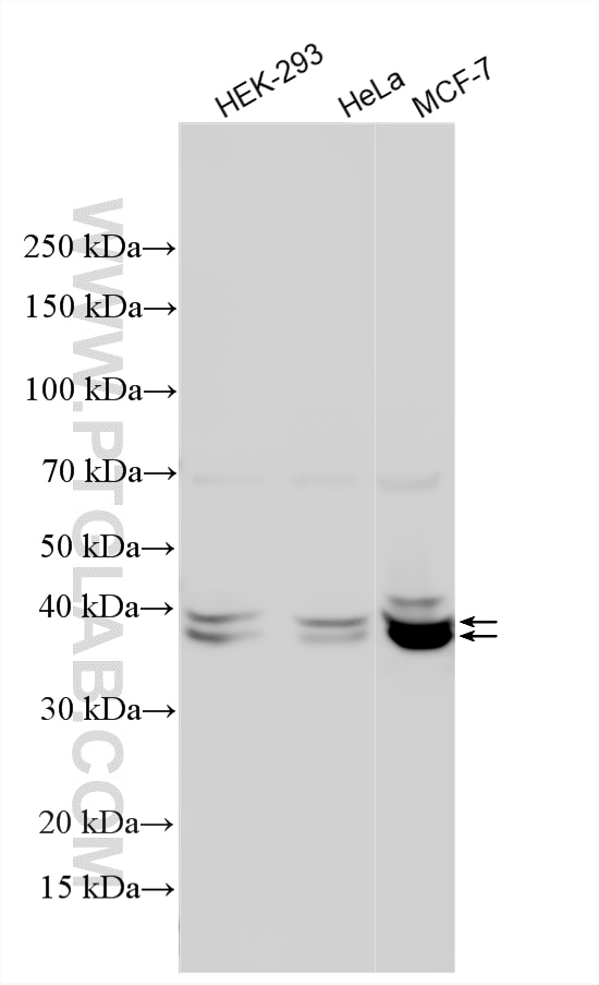 Western Blot (WB) analysis of various lysates using PUS1 Polyclonal antibody (11512-1-AP)