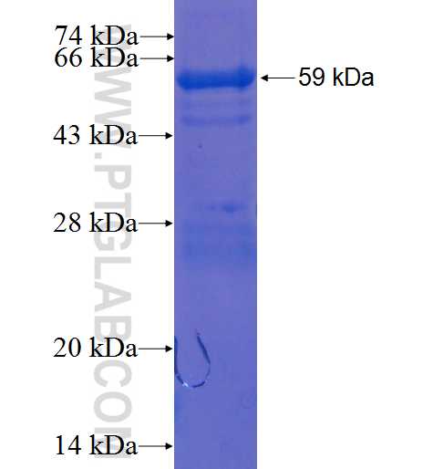 PUS1 fusion protein Ag2071 SDS-PAGE