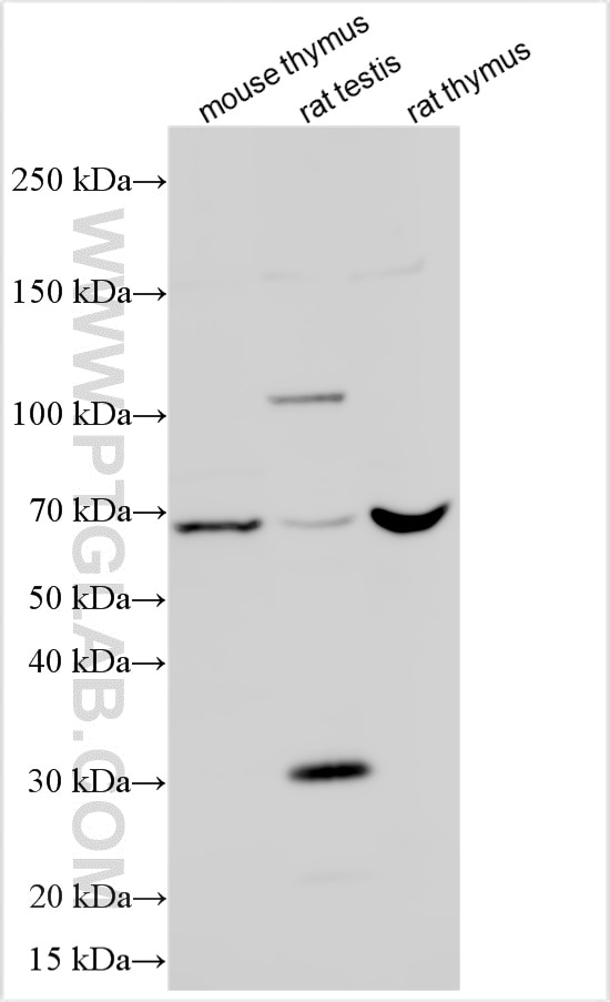 Western Blot (WB) analysis of various lysates using PUS10 Polyclonal antibody (24349-1-AP)
