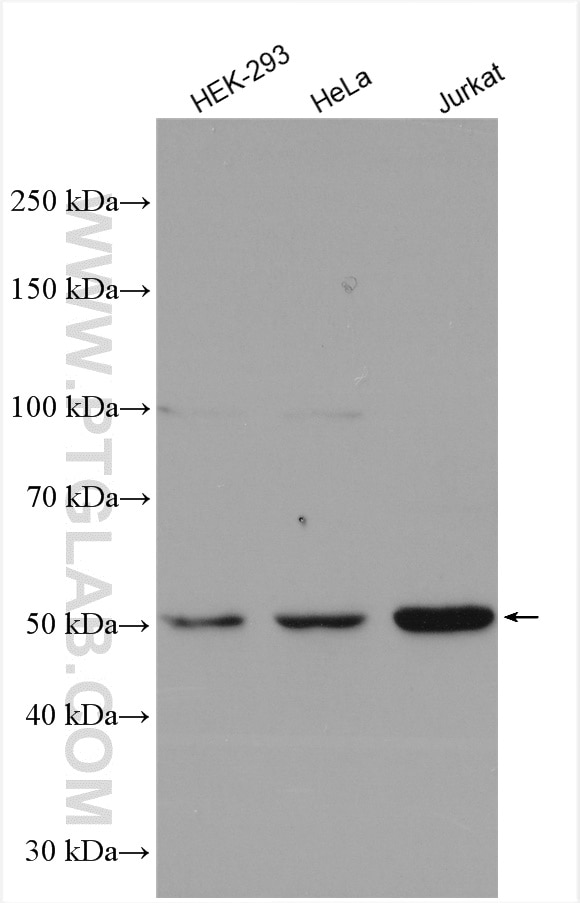 Western Blot (WB) analysis of various lysates using PUS3 Polyclonal antibody (17248-1-AP)