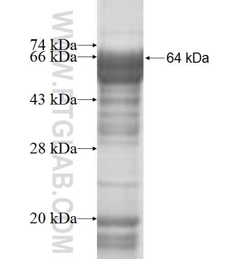 PUS3 fusion protein Ag9983 SDS-PAGE