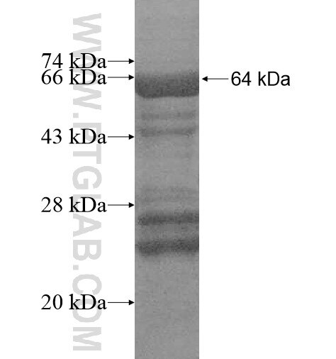 PUS7L fusion protein Ag11030 SDS-PAGE