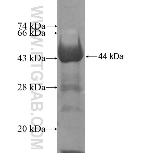 PUS7L fusion protein Ag11227 SDS-PAGE