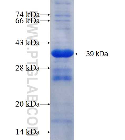 PUSL1 fusion protein Ag11213 SDS-PAGE