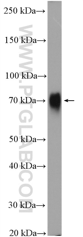 Western Blot (WB) analysis of HT-1080 cells using Poliovirus receptor Polyclonal antibody (27486-1-AP)