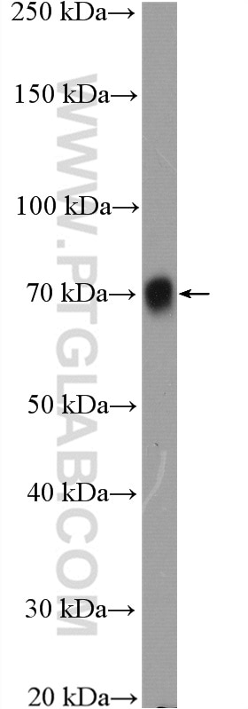 Western Blot (WB) analysis of A549 cells using Poliovirus receptor Polyclonal antibody (27486-1-AP)