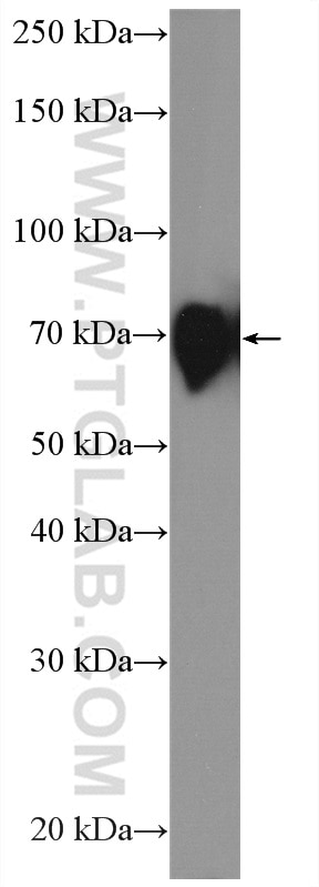 Western Blot (WB) analysis of HUVEC cells using Poliovirus receptor Polyclonal antibody (27486-1-AP)