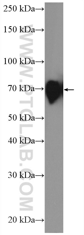 WB analysis of HUVEC using 27486-1-AP