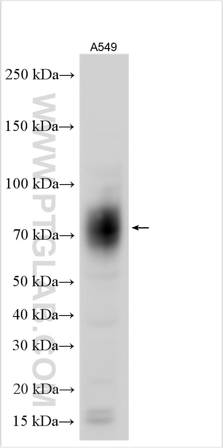 WB analysis using 27486-1-AP Western Blot (WB) analysis of various lysates using CD155/PVR Polyclonal antibody (27486-1-AP)