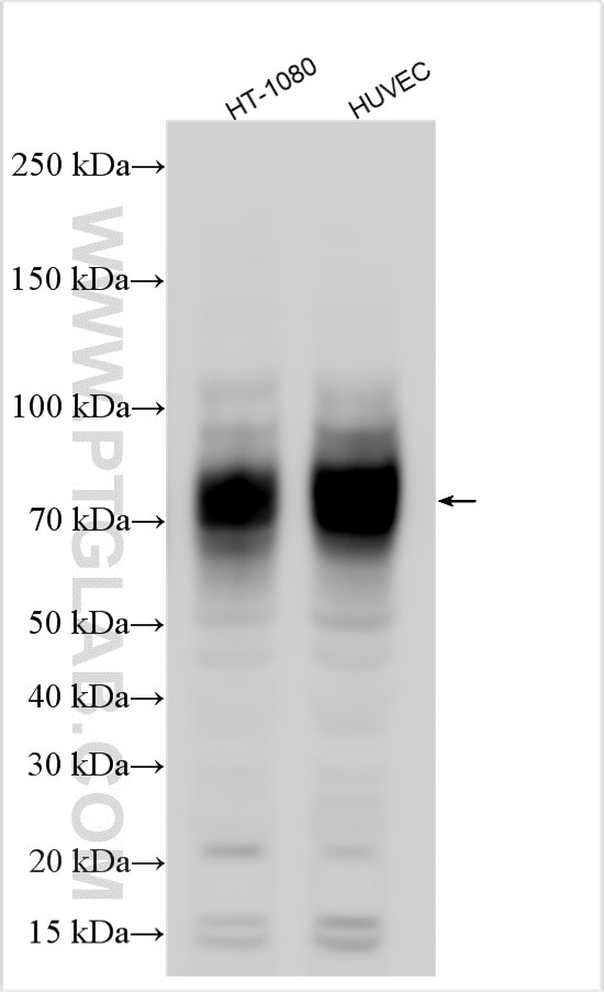 WB analysis of HT-1080 using 27486-1-AP Western Blot (WB) analysis of HT-1080 cells using CD155/PVR Polyclonal antibody (27486-1-AP)