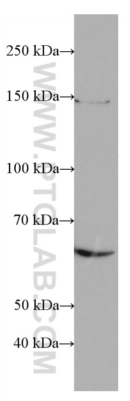 Western Blot (WB) analysis of K-562 cells using Poliovirus receptor Monoclonal antibody (66913-1-Ig)