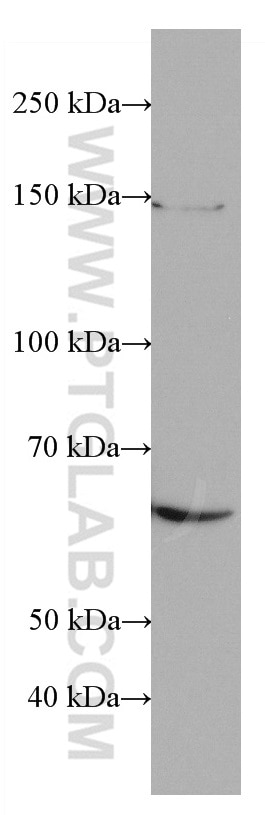 Western Blot (WB) analysis of K-562 cells using CD155/PVR Monoclonal antibody (66913-1-Ig)