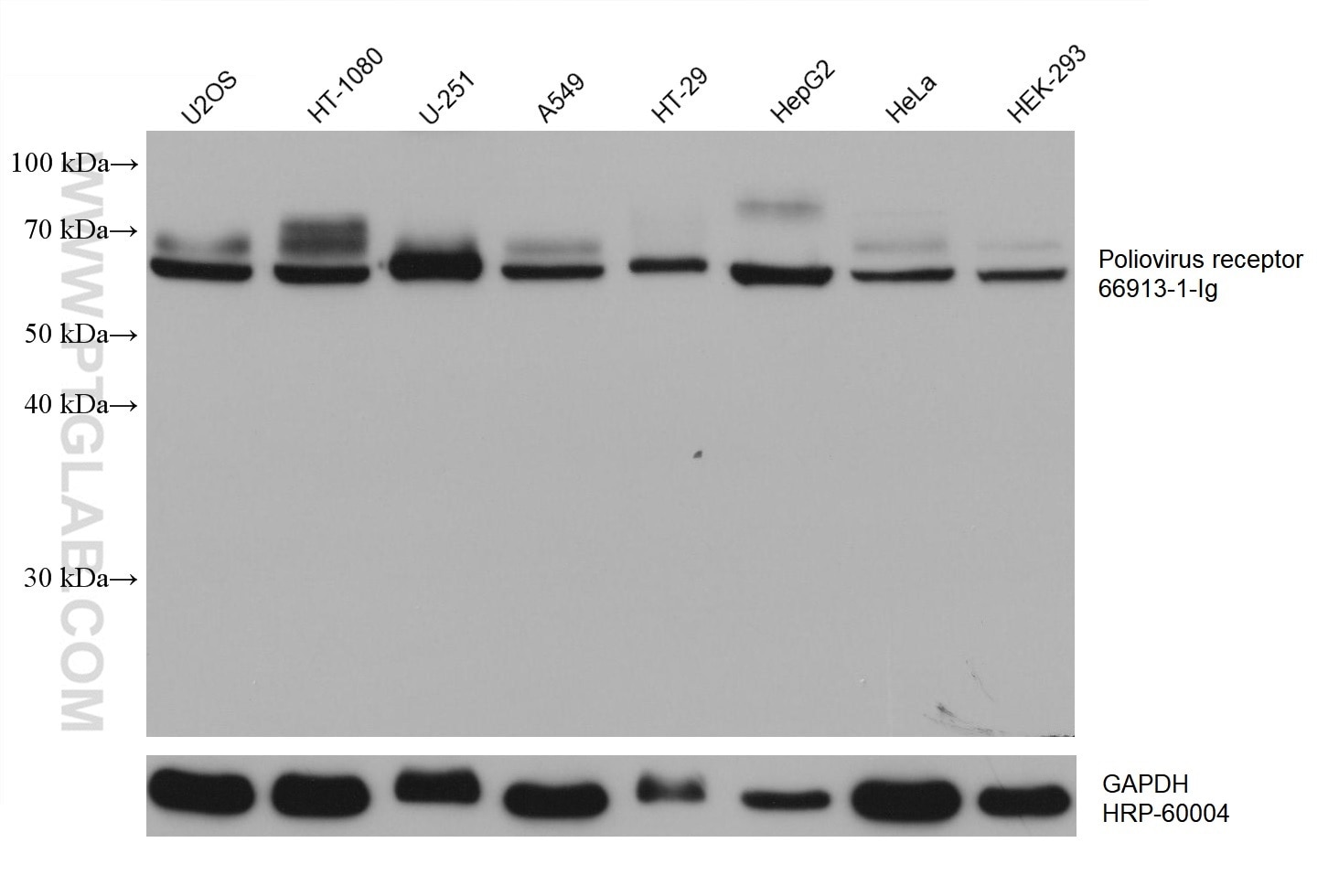 Western Blot (WB) analysis of various lysates using Poliovirus receptor Monoclonal antibody (66913-1-Ig)